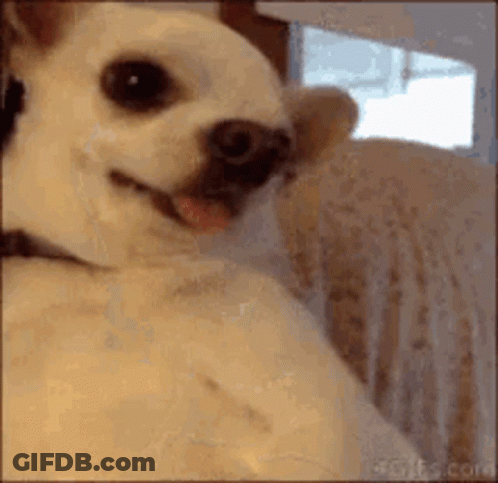 Small White Dog Sitting On Couch Looking At Camera GIF