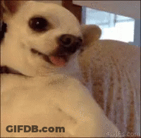 Small White Dog Sitting On Couch With Tongue Out GIF