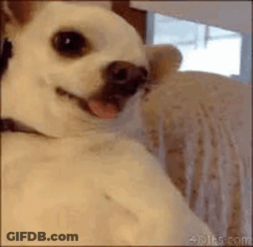 Small White Dog Sitting On Couch With Tongue Out GIF
