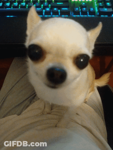 Small White Dog Sitting On Lap In Front Of Keyboard GIF
