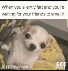 Small White Dog Sitting On Yellow Blanket When You Silently Fart And You're Waiting GIF