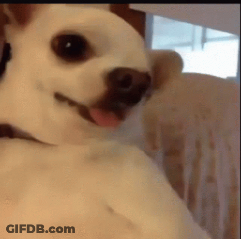 Small White Dog Sitting With Tongue Out GIF