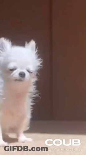 Small White Dog Standing On Hind Legs GIF