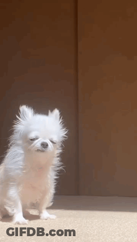 Small White Dog Standing On Hind Legs Eyes Closed GIF