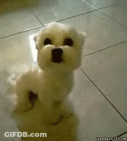Small White Dog Standing On Hind Legs GIF