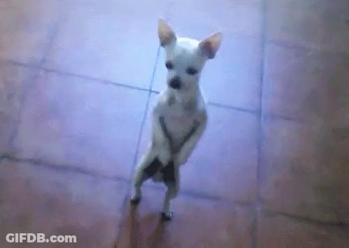 Small White Dog Standing On Hind Legs GIF