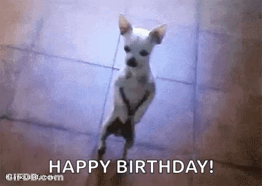 Small White Dog Standing On Hind Legs GIF