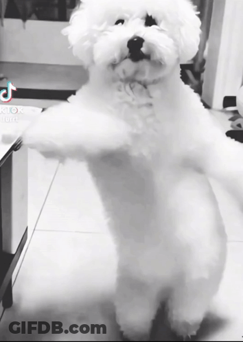 Small White Dog Standing On Hind Legs GIF