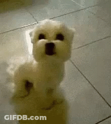 Small White Dog Standing On Hind Legs GIF