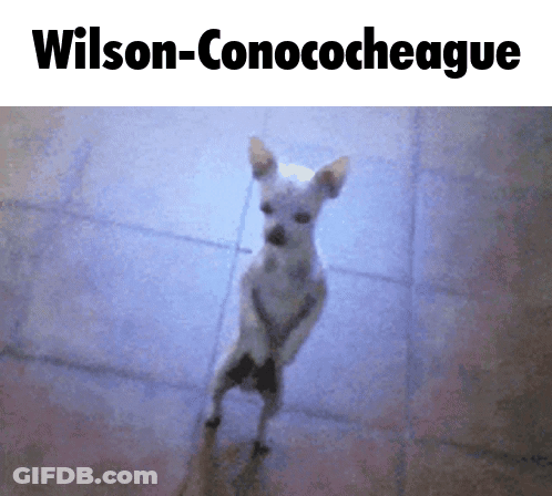Small White Dog Standing On Hind Legs Wilson-Conococheague GIF