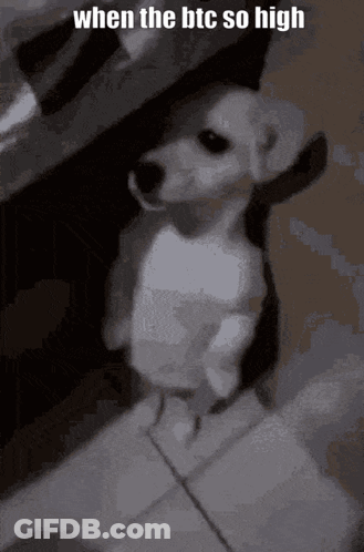 Small White Dog Standing On Tiled Floor With Caption When The BTC So High GIF
