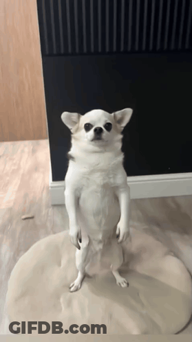 Small White Dog Standing Up GIF