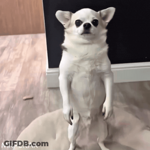Small White Dog Standing With Mrperak GIF