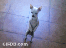 Small White Dog Standing GIF