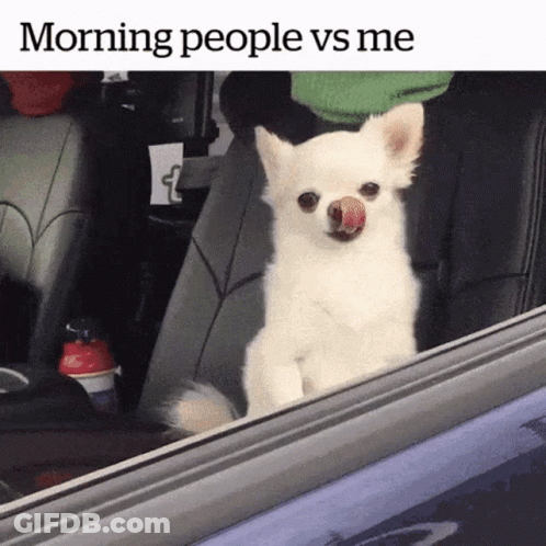 Small White Dog Sticking Tongue Out Car Window GIF