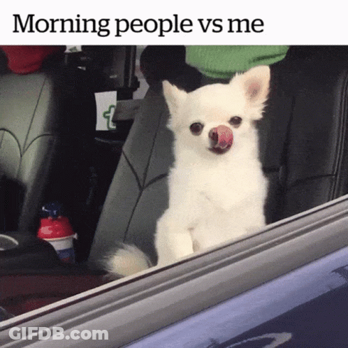 Small White Dog Sticking Tongue Out In Car Morning People Vs Me GIF