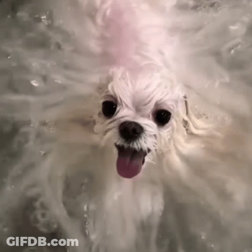 Small White Dog Taking A Bath GIF
