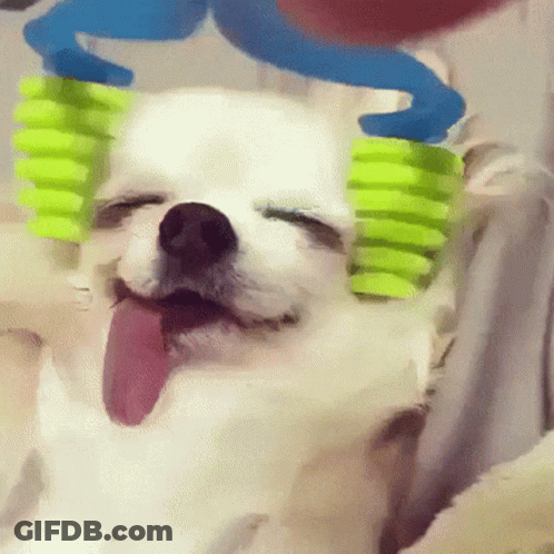 Small White Dog Tongue Out Brushed With Green Toothbrushes GIF
