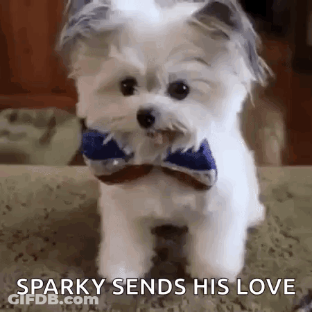 Small White Dog Wearing Bow Tie GIF