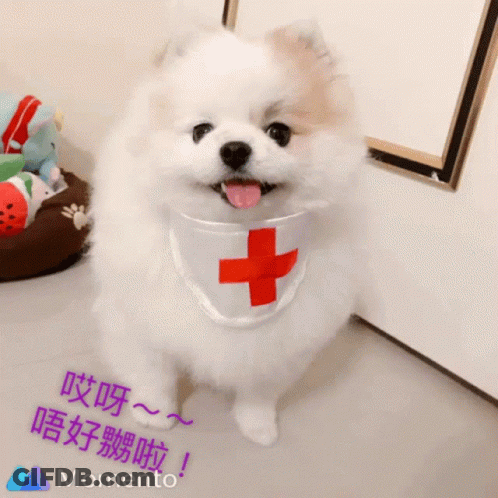 Small White Dog Wearing Cross Bandana GIF