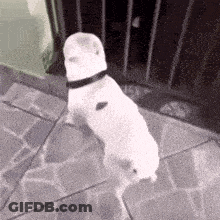 Small White Dog Wearing Hat GIF