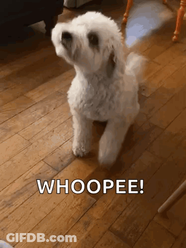 Small White Dog Whoopee GIF