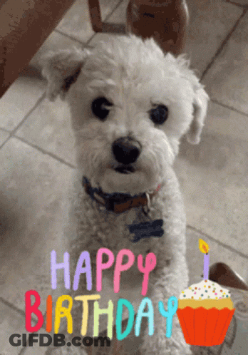 Small White Dog With Birthday Cake Saying Happy Birthday GIF