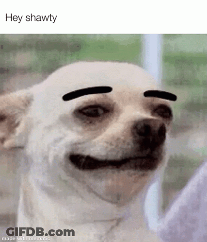 Small White Dog With Black Eyebrows GIF
