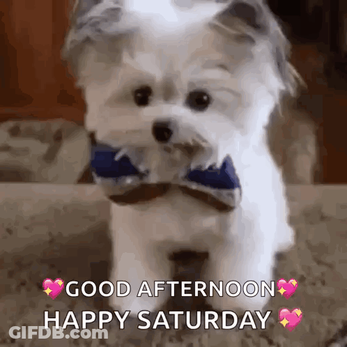 Small White Dog With Blue Bow Tie Saying Good Afternoon Happy Saturday GIF