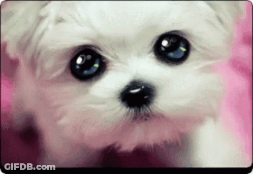 Small White Dog With Blue Eyes GIF
