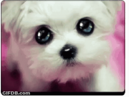 Small White Dog With Blue Eyes Sitting GIF