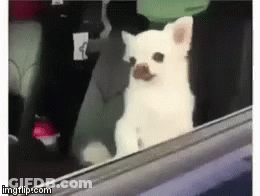 Small White Dog With Mustache Sitting In Back Seat Of Car GIF