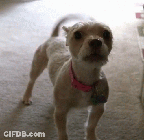 Small White Dog With Pink Collar GIF
