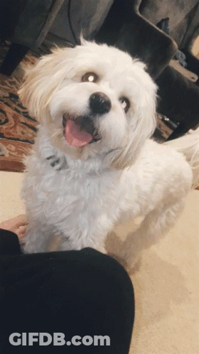 Small White Dog With Pink Tongue Sticking Out GIF