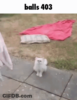 Small White Dog With Sunglasses Balls 403 GIF