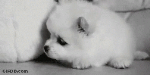 Small White Dog With White Cat In Black And White GIF