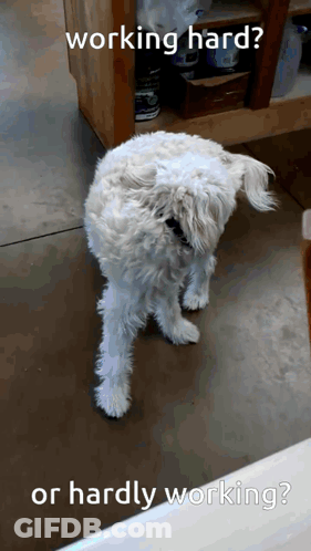 Small White Dog Working Hard GIF