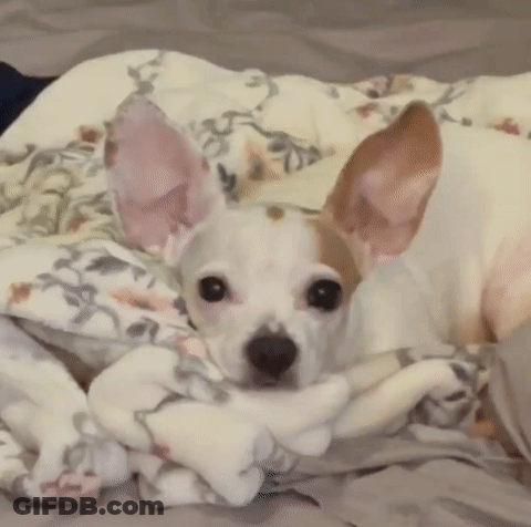 Small White Dog Wrapped In Floral Blanket GIF