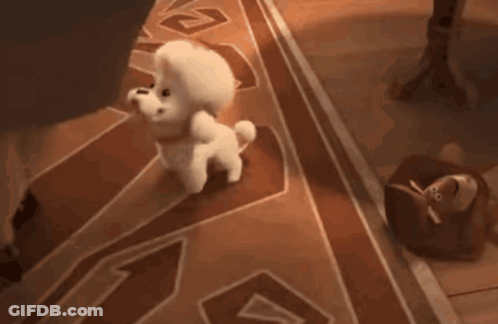 Small White Dogs Walking On Rug GIF