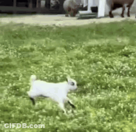Small White Goat Running Through Green Field GIF