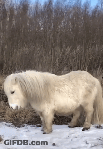 Small White Horse Standing In Snow Near Forest GIF