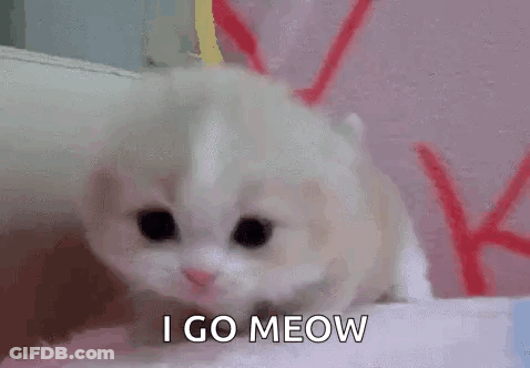 Small White Kitten Saying I Go Meow GIF