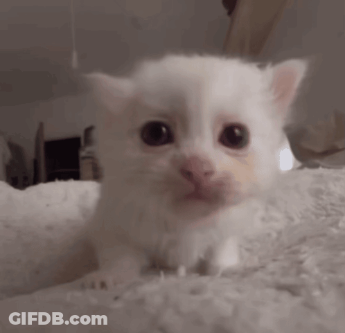 Small White Kitten Sitting On White Blanket Looking At Camera GIF