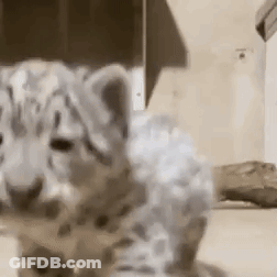 Small White Leopard Cub Sitting On Table GIF