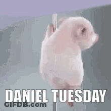 Small White Pig On Pole Saying Daniel Tuesday GIF