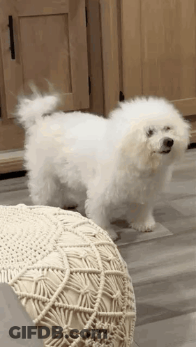 Small White Poodle Next To White Ottoman GIF