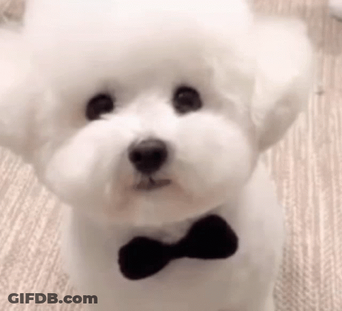 Small White Poodle With Black Bow Tie GIF