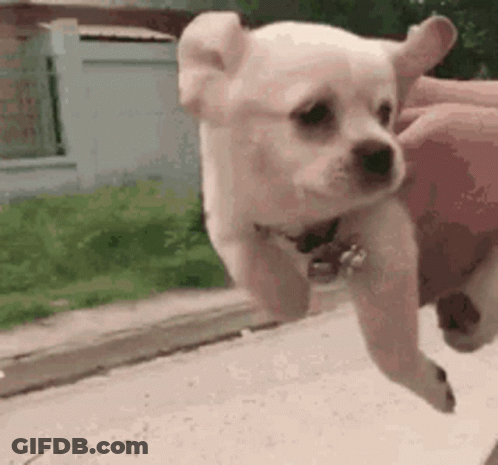 Small White Puppy Being Held GIF