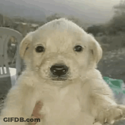 Small White Puppy In Hand GIF