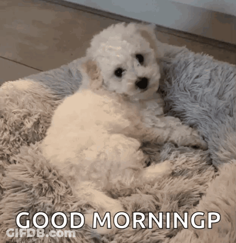 Small White Puppy Laying On Fluffy Blanket Saying Good Morning GP GIF